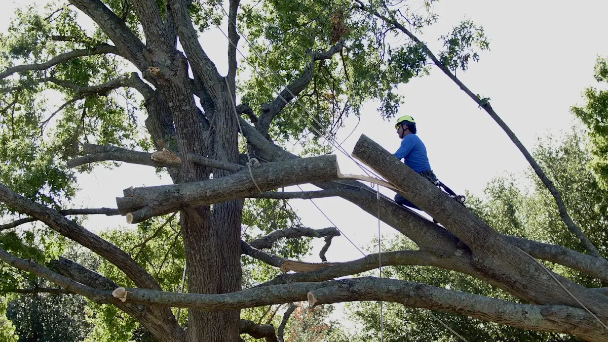 Professional Hazardous Tree Removal performed by certified arborists in Sawyer